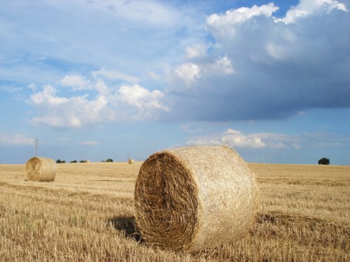 balle_di_fieno_20110806_1138084971-500x375