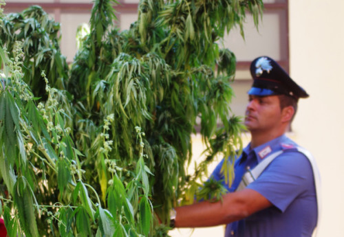 carabiniere-con-le-piante-sequestrate