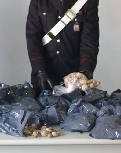 2015_02_07-ANZIO---Le-capsule-di-papavero-da-oppio-sequestrate-dai-Carabinieri-di-Anzio2