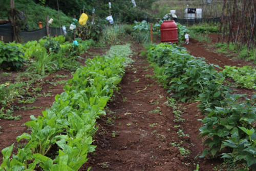 Gli orti dell'Università Agraria