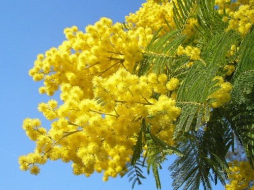 Mimosa-festa-della-donna1