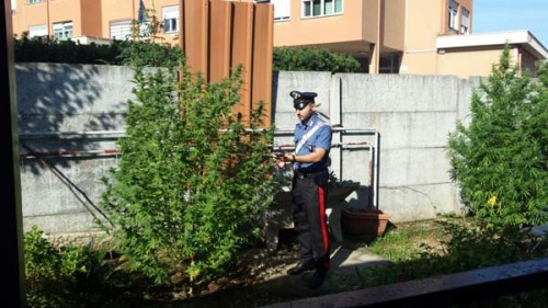 Le-piante-di-marijuana-scoperte-dai-Carabinieri-della-stazione-Roma-Casalbertone-(2)