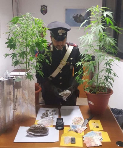 CASTEL-GANDOLFO---Le-piante-di-marijuana-e-la-droga-sequestrate-dai-Carabinieri-(1)