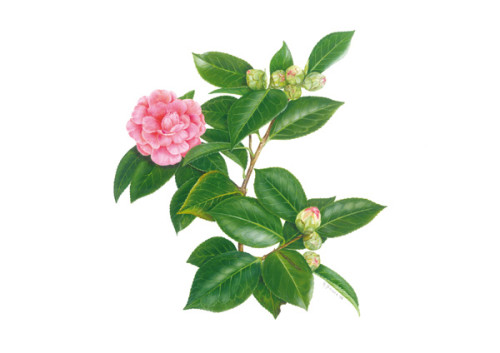 camelia